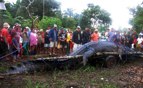 Crocodilo gigante nas Filipinas mais parece um dinossauro