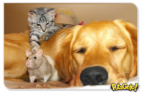 Cachorro, gato e rato numa amizade improvável