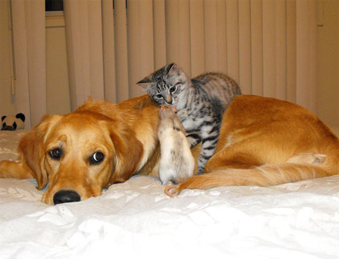 Cachorro, gato e rato numa amizade improvável