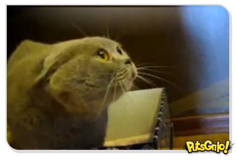 Demon Cat 3, A Missão: Gato possuído