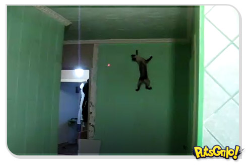 O gato do Homem Aranha