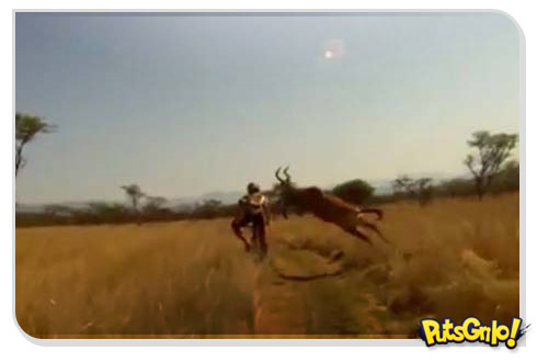 No meio do caminho tinha um veado, ops, um antílope