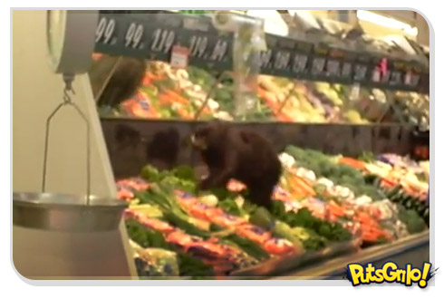 Zé Colméia da vida real: Urso invade supermercado