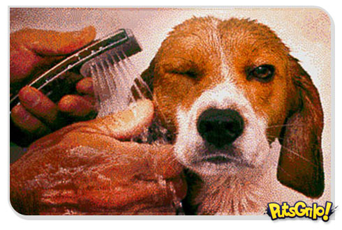 desenho cachorro