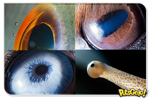 Fotos em close de olhos de animais