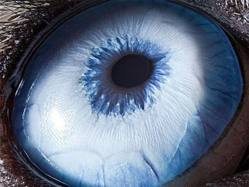 Fotos em close de olhos de animais