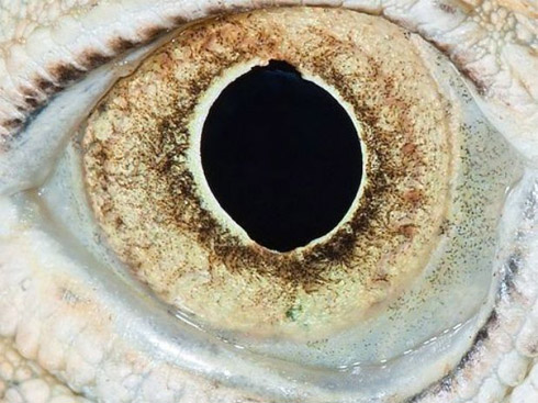 Fotos em close de olhos de animais