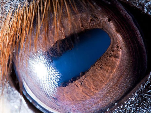 Fotos em close de olhos de animais