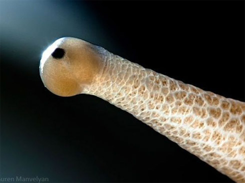Fotos em close de olhos de animais