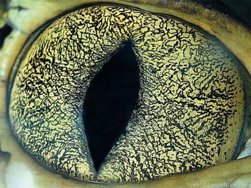 Fotos em close de olhos de animais