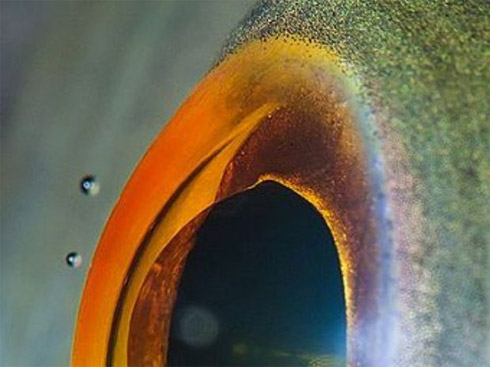 Fotos em close de olhos de animais