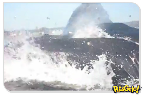 Flagra no mar: Baleias quase engolem surfista