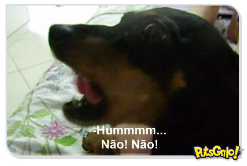 Black, o cachorro que fala NÃO!