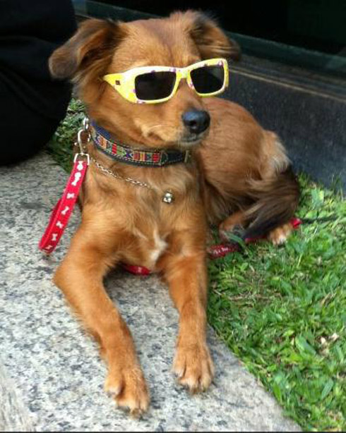 cachorro_dog-au