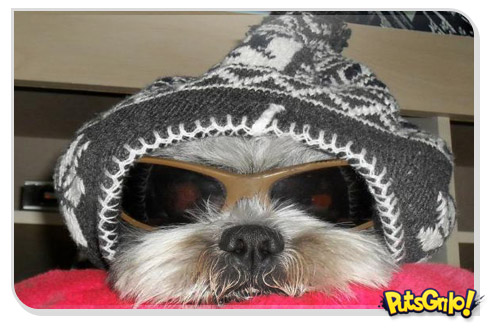 Óculos escuros: bom pra cachorro!