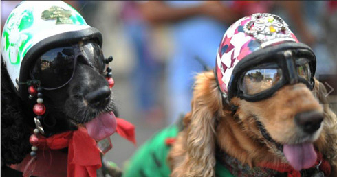 dogs-glasses