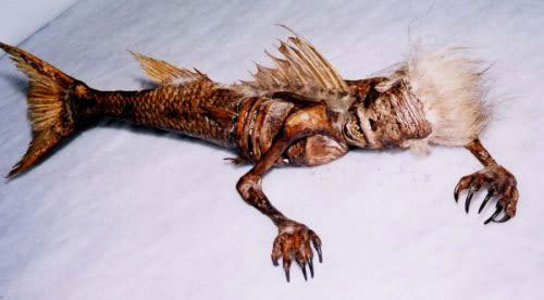 Imagem Curiosa: Essa Seria uma Sereia de Bigode?