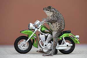 Curiosidades: Sapinho Motoqueiro e Dançarino