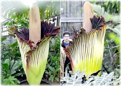 Foto Incrível: Flor Gigante
