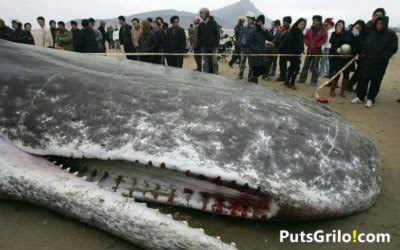 Imagem Impressionante: Baleia Cachalote Morre Atolada