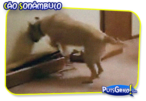 Vídeo Cão Sonâmbulo: Humor Pra Cachorro!