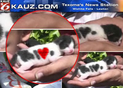 Curiosidades: Gato Nasce Tatuado com Declaração de Amor em Inglês