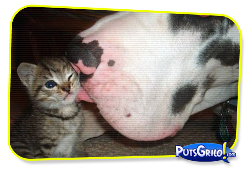 Momento ‘Mensagens de Amor Animal’