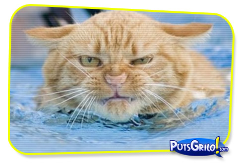 Fotos de Gatos Engraçados