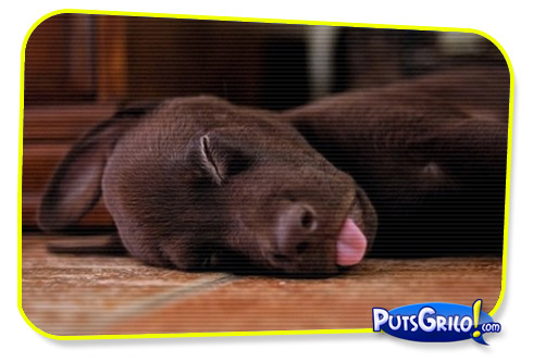 Momento Clássico: Cachorro Dormindo