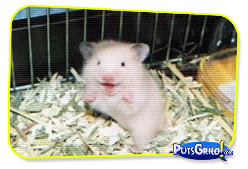 Momento O Pequeno Stuart Little