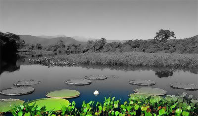 Novela Pantanal no SBT: Capítulos, Abertura, Trilha Sonora e Fotos