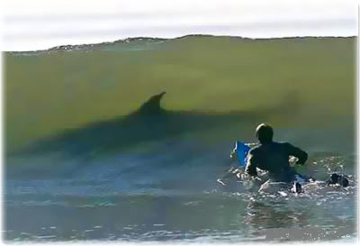 Medo: Foto de Surfista com Tubarão