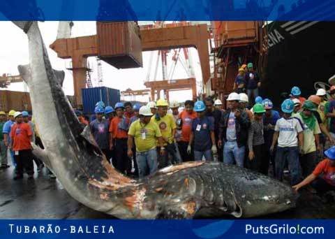 Foto Incrível: Tubarão-Baleia de 7,5 metros Morre Atropelado nas Filipinas