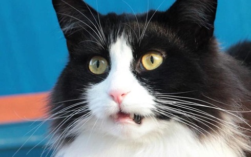 gato