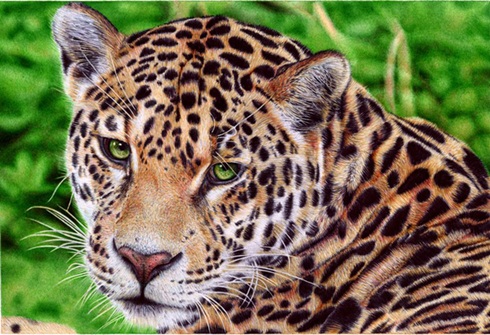 Jaguar