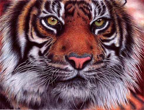 Tigre