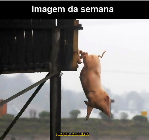 porco-caindo