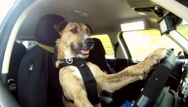 Cão dirige carro sozinho. E não é fake, acredite!