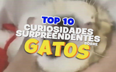Top 10 Curiosidades Surpreendentes sobre Gatos: Você Não Vai Acreditar na #7!